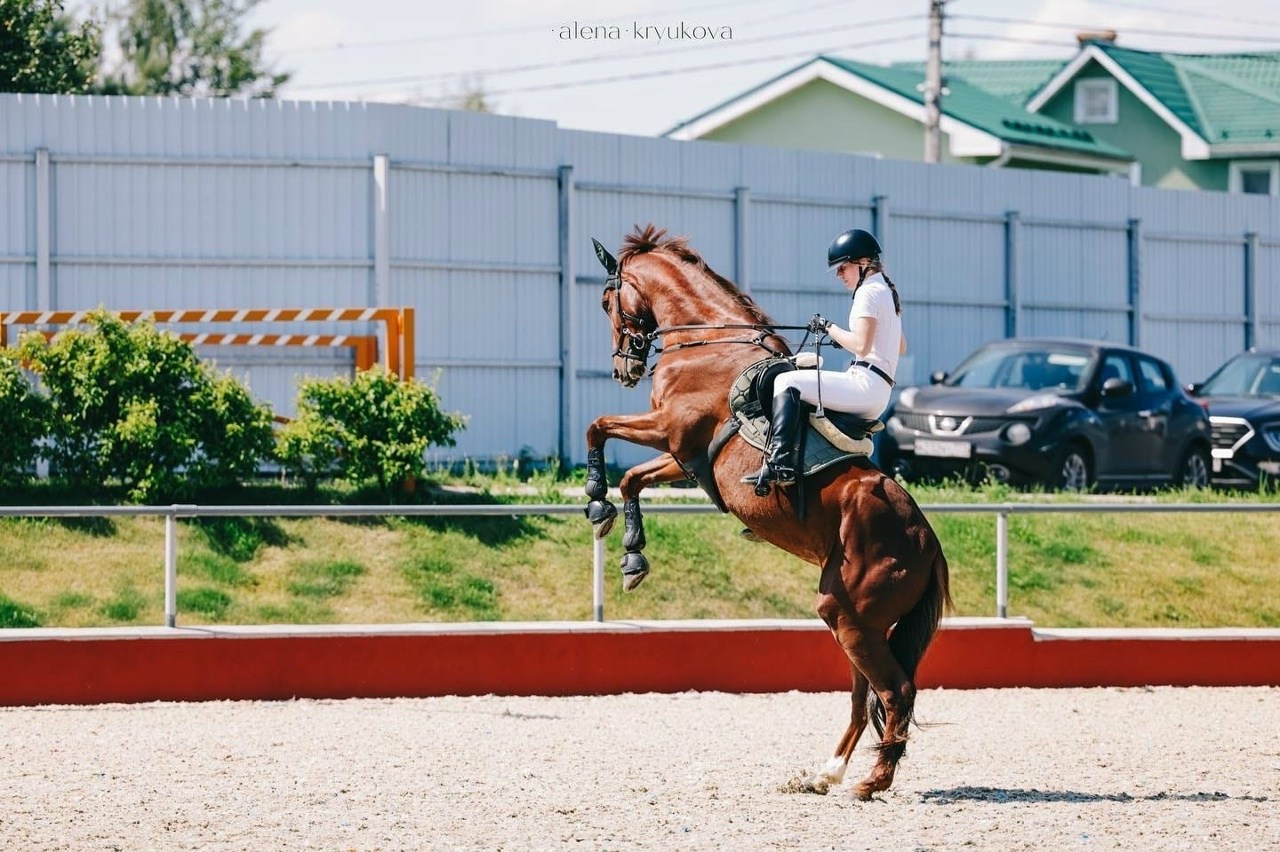 Летние соревнования. Фотосессии с лошадьми