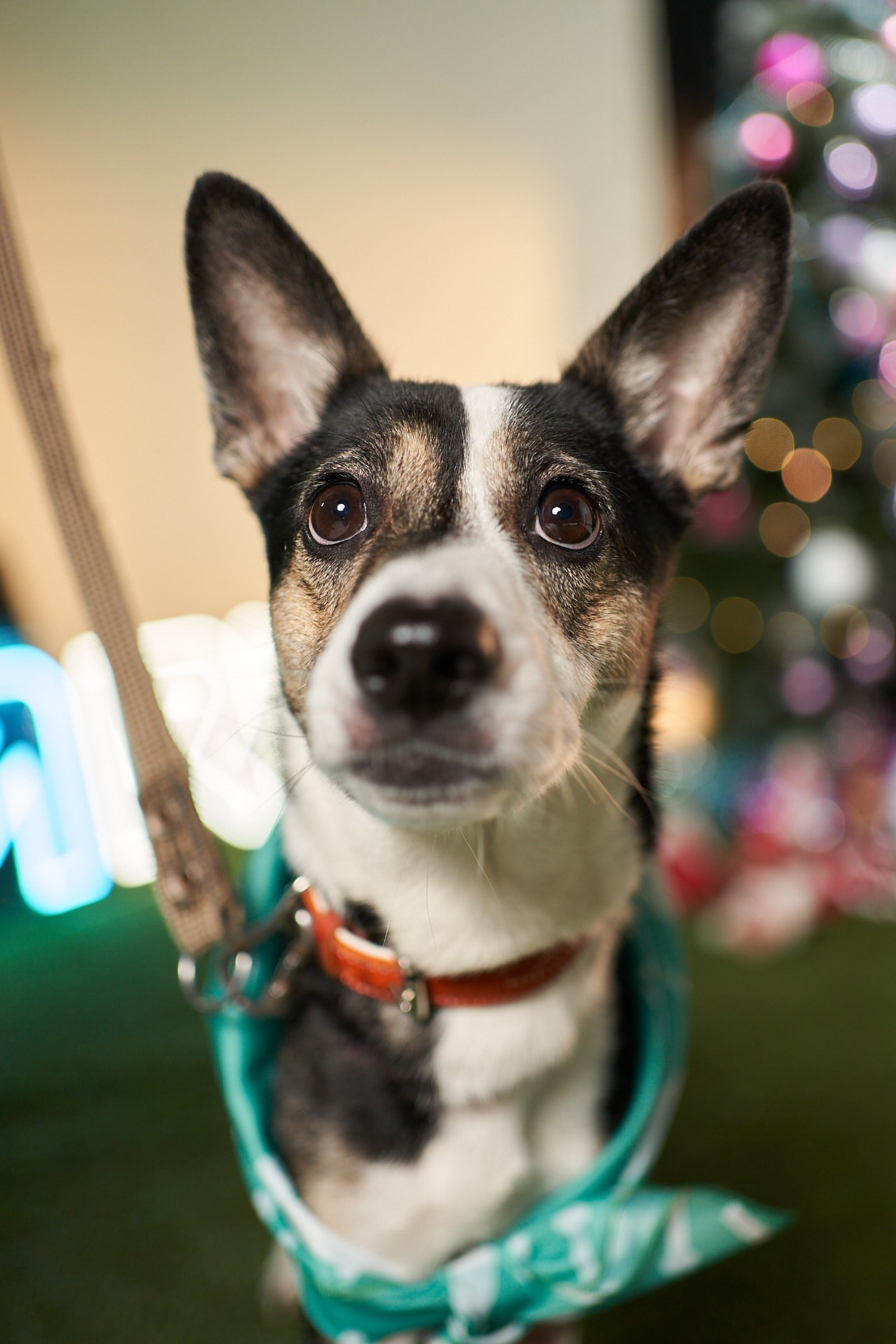 Проект «Андердоги» для коллаборации Фонда «Рэй», Sports.ru, Пари. Фотограф анималист Москва Дарья