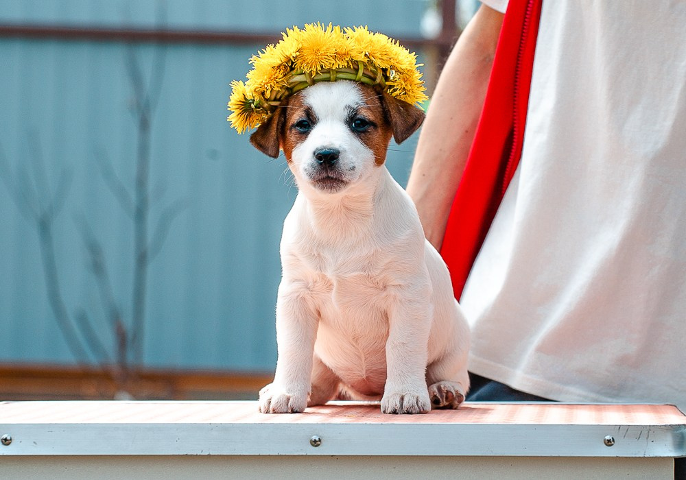 Джек рассел терьер. Гладкошерстная девочка Джек рассел терьер. У нас есть щенки на продажу. Королева одуванчиков Джек рассел терьер. Щенки купить в Москве.