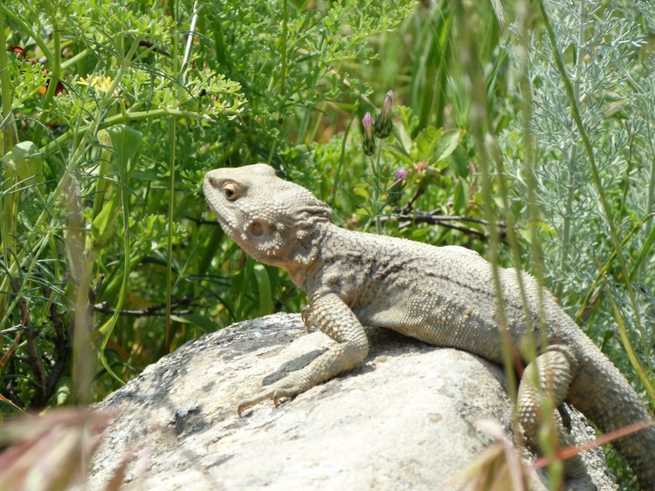 Путешествие в Азербайджан, Грузию и Армению | 01-09.05.2015. Галерея Фантим