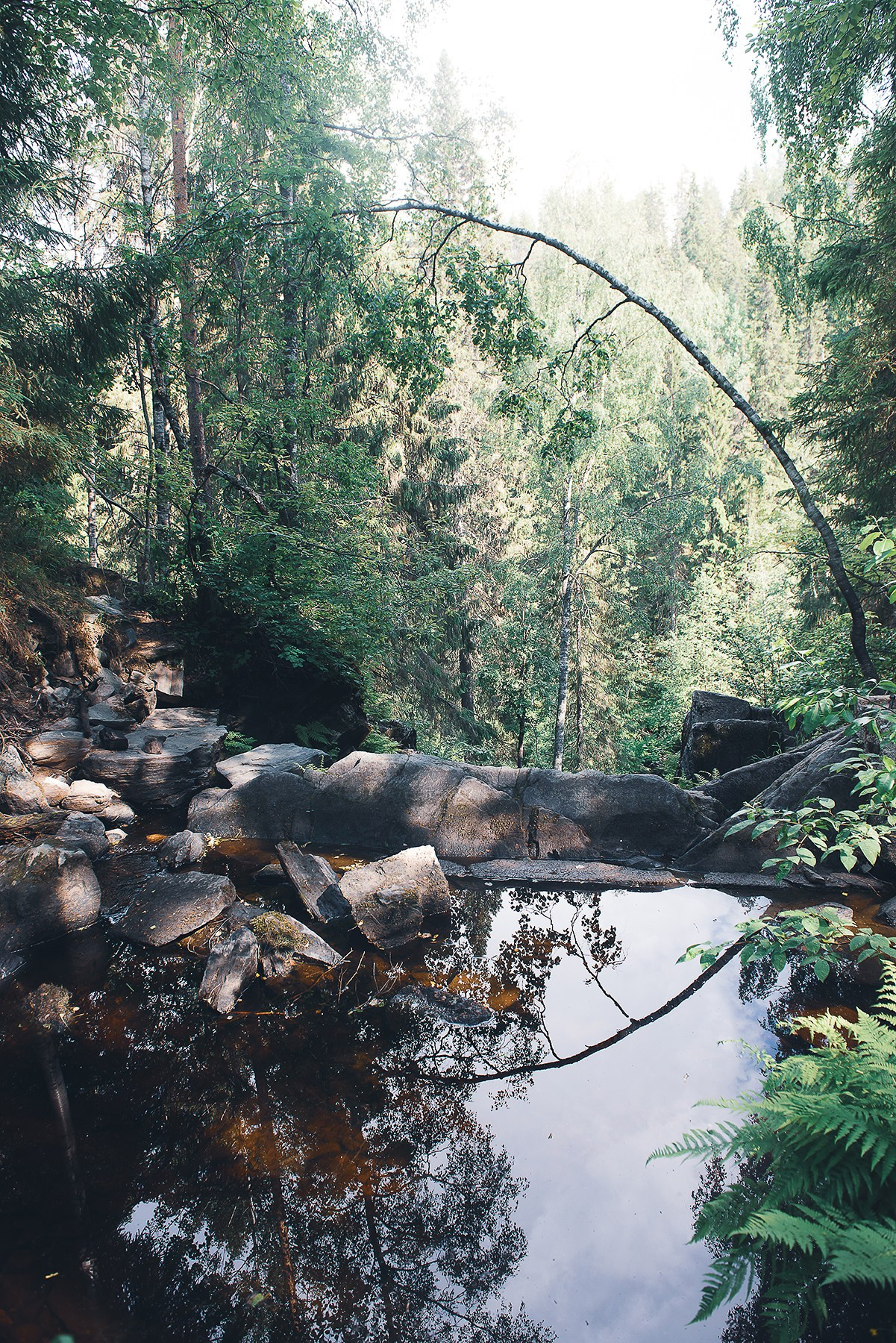 Карелия. Фотограф-анималист Наталья Светличная