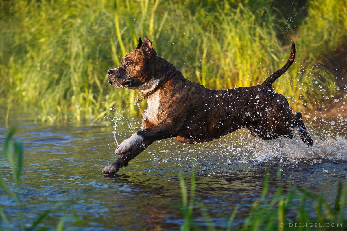 АСТ Федя, Пако и Ника. Фотограф-анималист Natalia Deingel | Фотосъемка собак в Москве