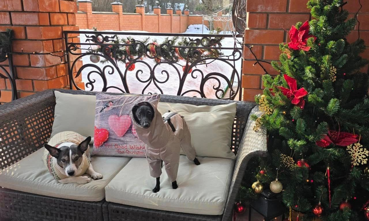 Профессиональный питомник левреток РКФ/FCI ASTI SAPPHIRE 💎 Сочи|Санкт-Петербург