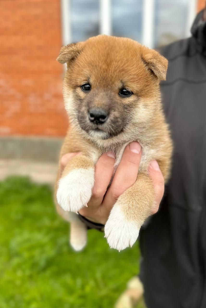 Сиба Rubylight Fumiko питомник Рубилайт