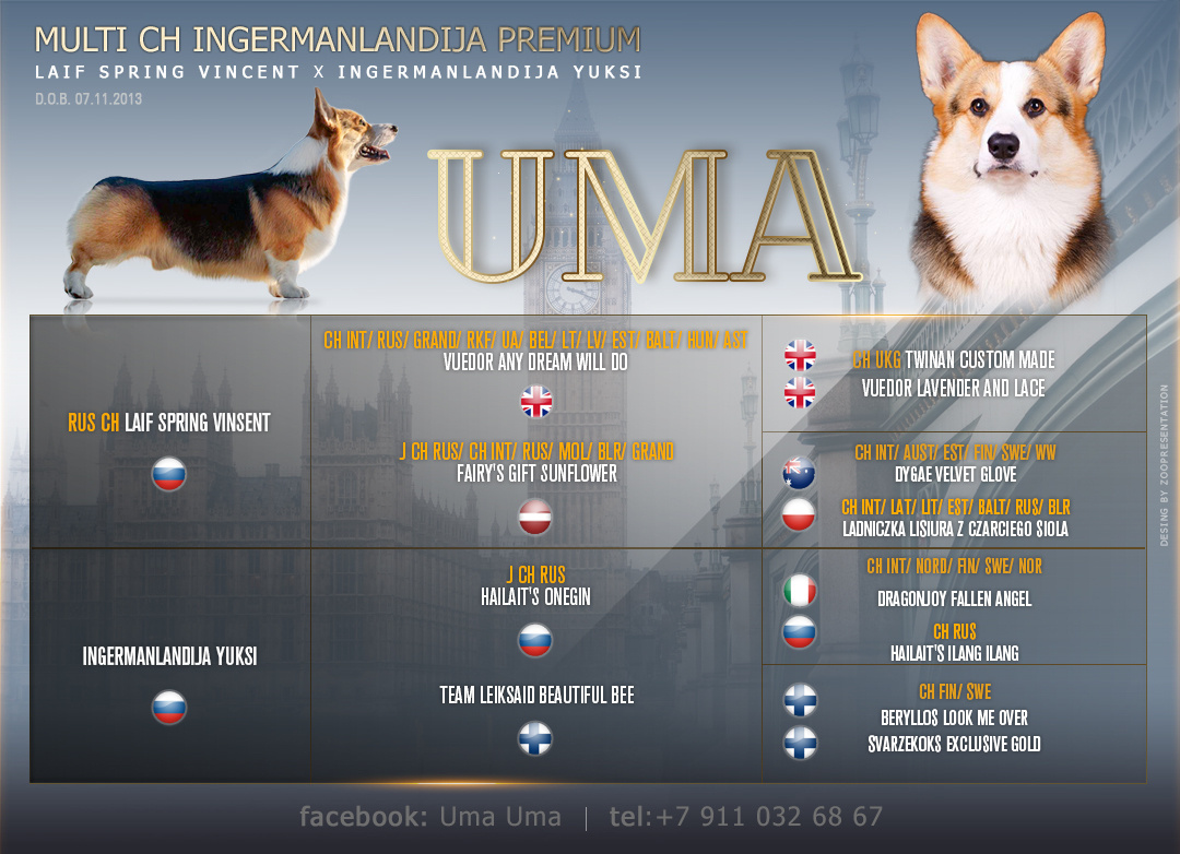 Презентация с портретом и отдельная родословная для кобеля Ingermanlandija Premium * Uma