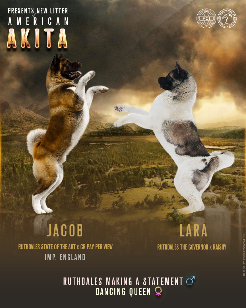 Презентация помета американской акиты