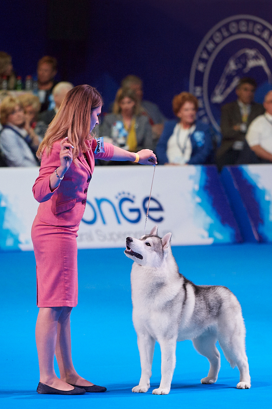 Chudni Medvezonok Running To Win 
Handler/breeder Vinogradova Veronika, kennel “Chudni Medvezonok “