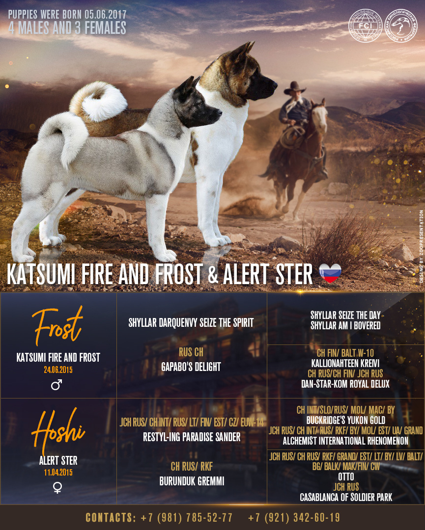 Презентация для питомника ORENJI американской акиты