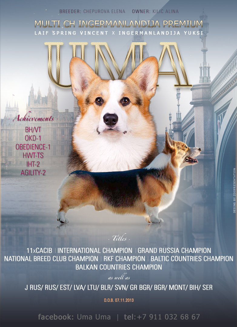 Презентация с портретом и отдельная родословная для кобеля Ingermanlandija Premium * Uma