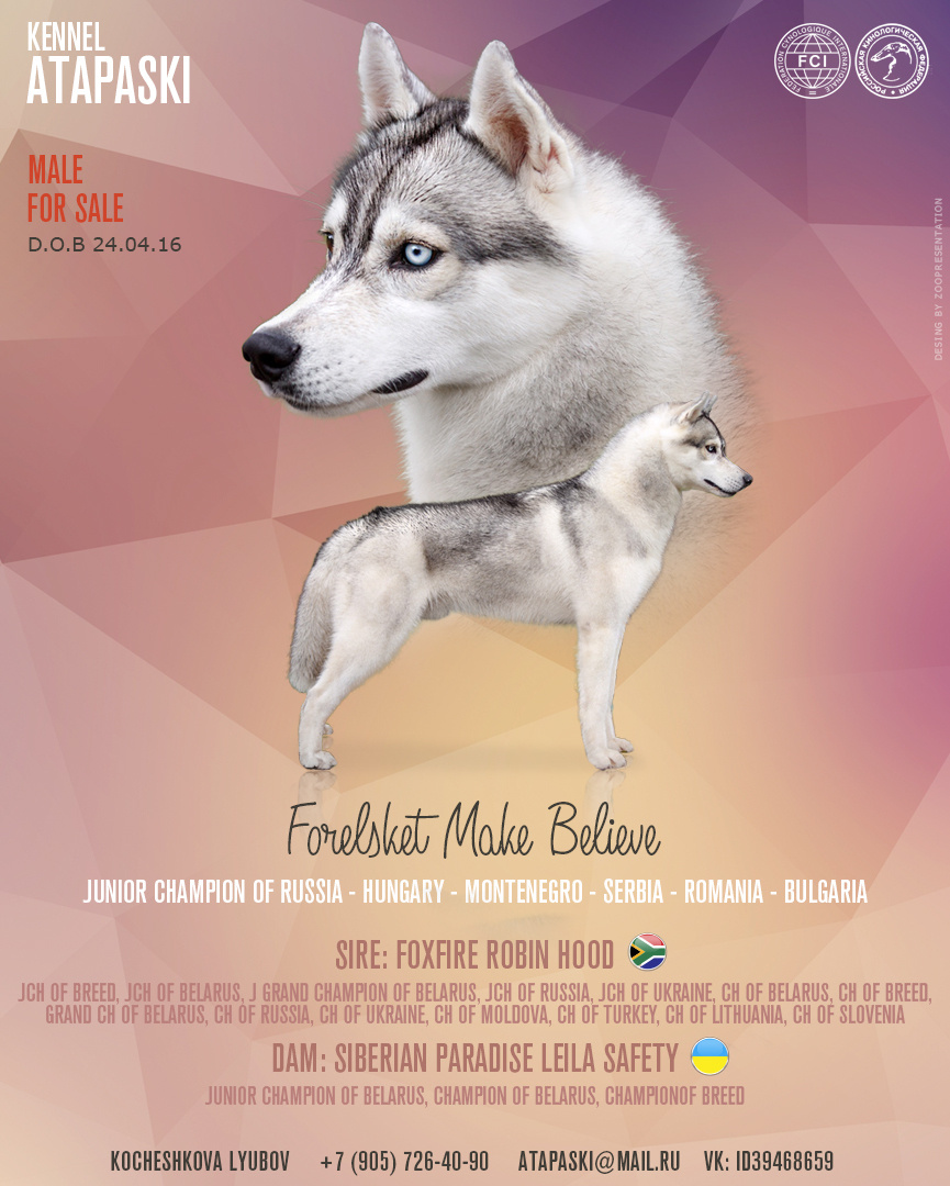 Презентация для кобеля хаски