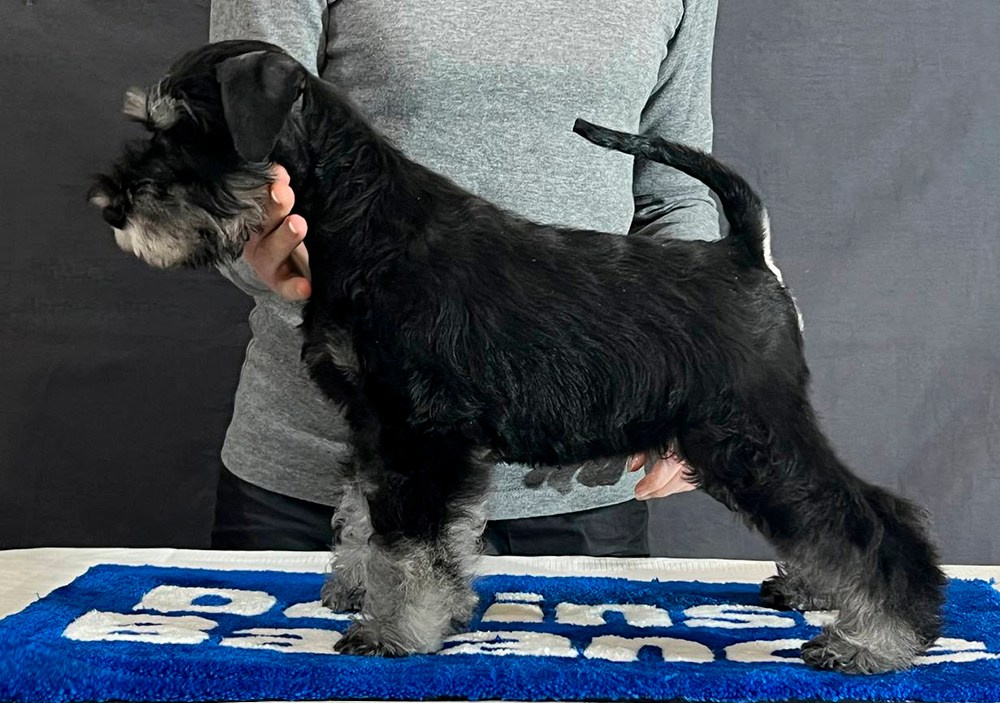 Litter «UY» 10.10.2025. Питомник цвергшнауцеров в Беларуси «Делинсо Бэлэнс»