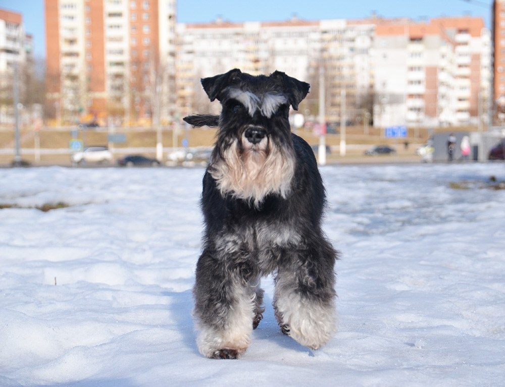 Питомник Делинсо Бэлэнс, щенки цвергшнауцера, купить щенка цвергшнауцера, питомник цвергшнауцеров, кобель цвергшнауцера для вязки, щенок цвергшнауцера, питомник цвергшнауцеров, черный с серебром, цверг, лучший питомник в беларуси, питомник цвергшнауцеров минск
