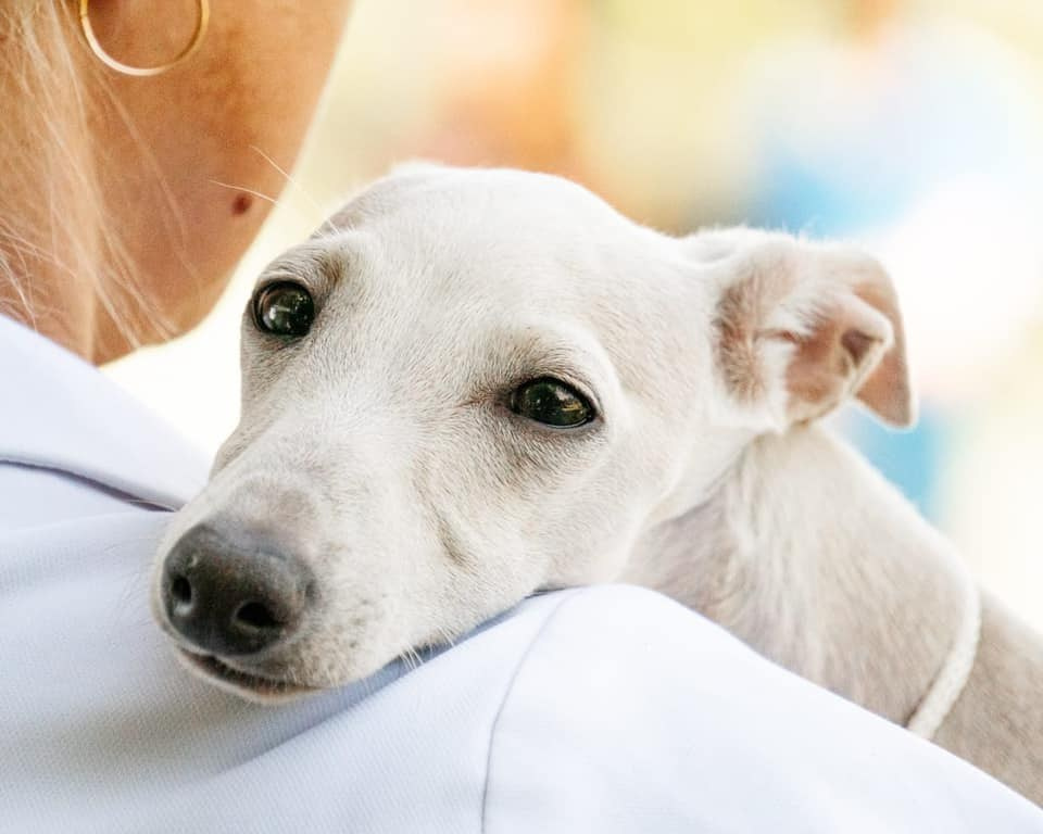 Asti Sapphire Tsezar Ruier Empire. Профессиональный питомник левреток РКФ/FCI ASTI SAPPHIRE 💎 Сочи|Санкт-Петербург