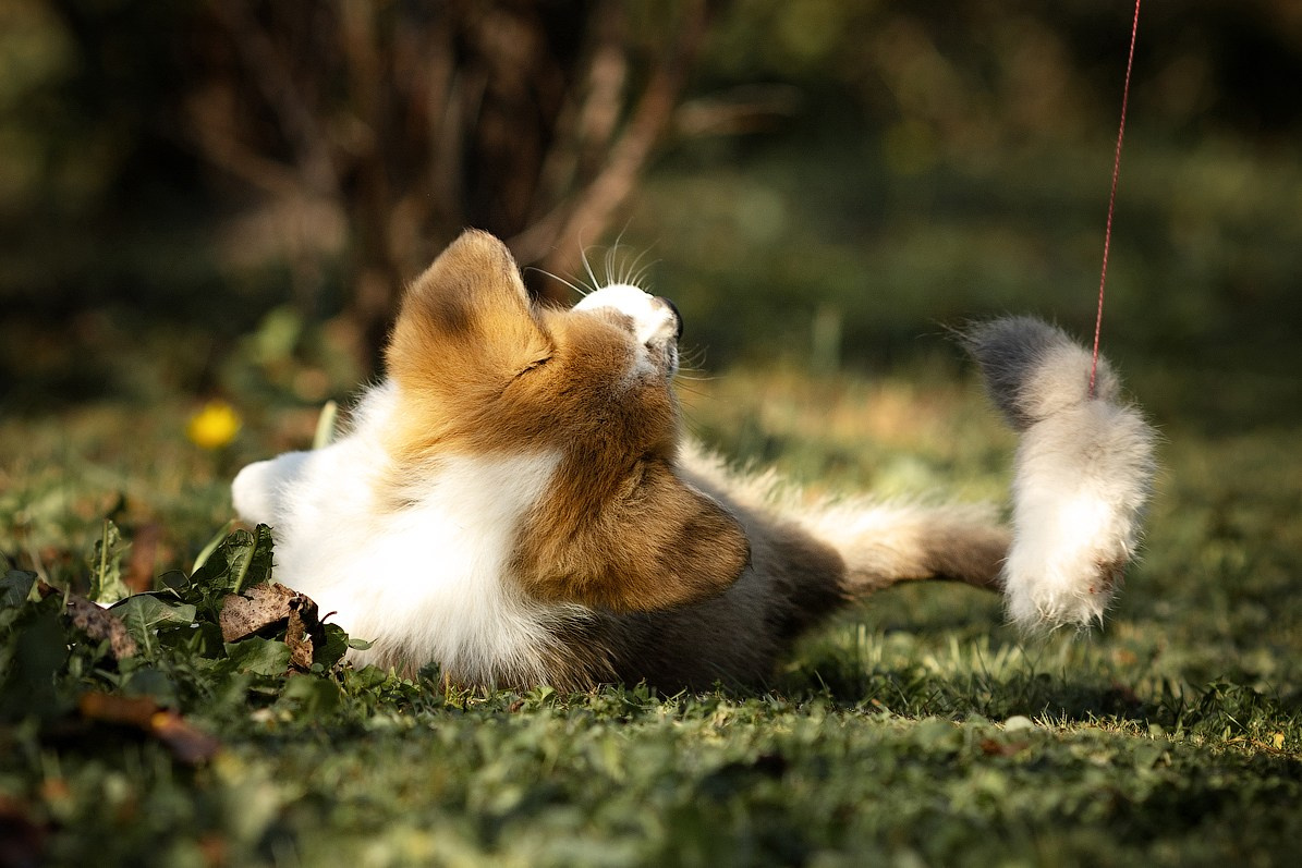 Портфолио: Фотосъёмка щенков в Москве и области — трогательные моменты. Фотограф-анималист и бренд-фотограф в Москве | Фотография собак, людей, бизнес-портрет