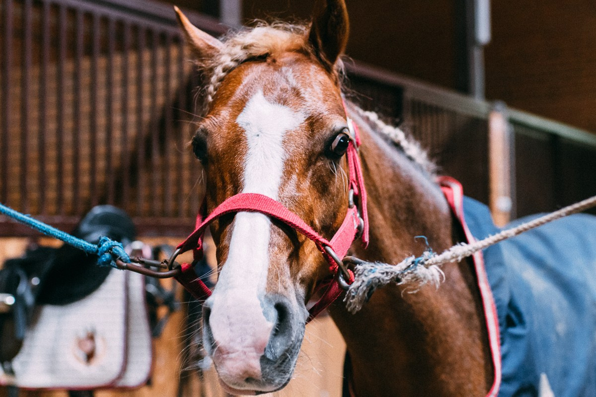 Выездка КСК «Дерби». Репортажный и семейный фотограф в Санкт-Петербурге Тарас Марченко