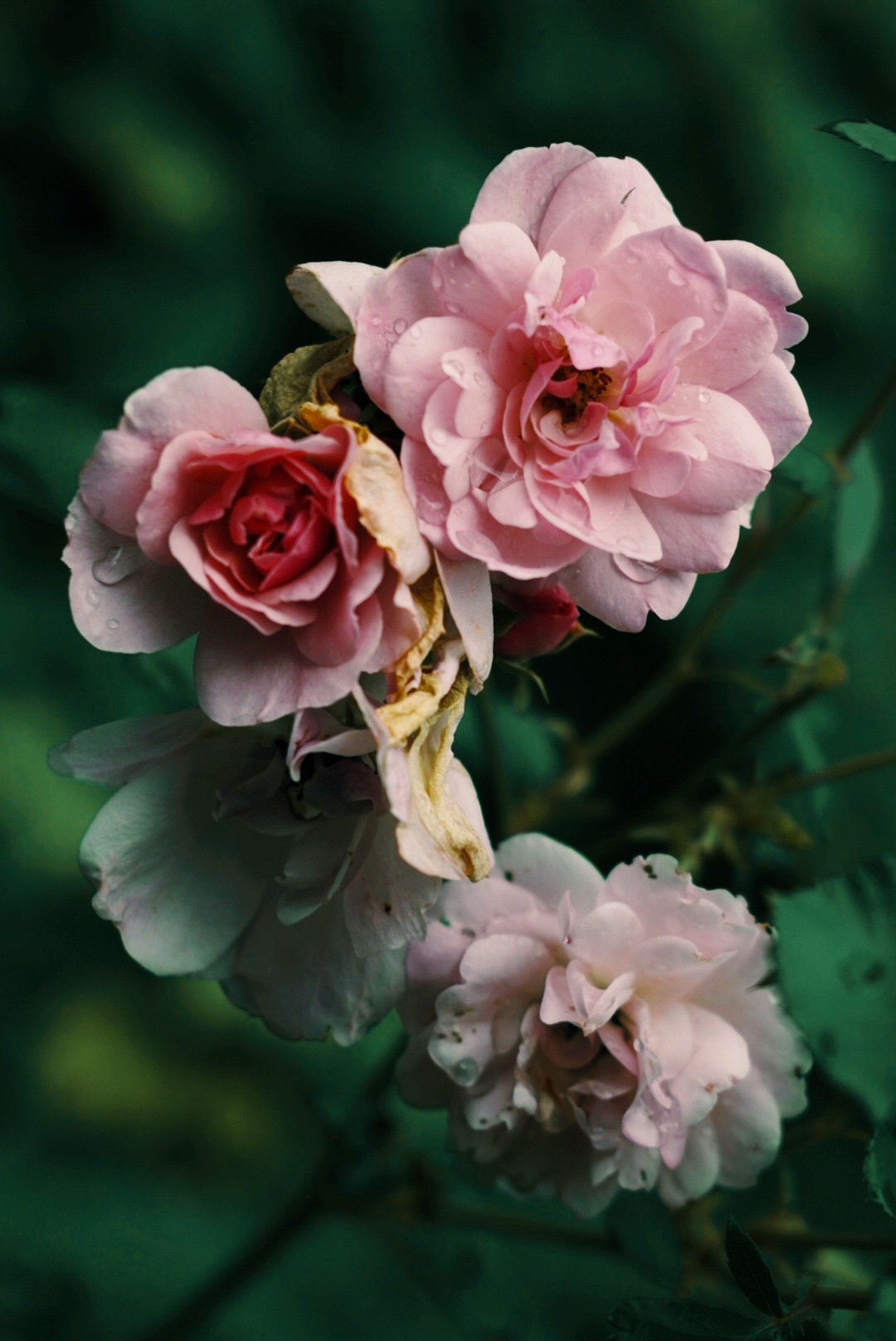 Настасья Проценко. Фотограф