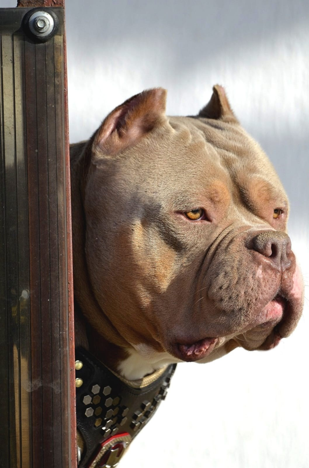 Булли стандарт кобель Зидан. ПИТОМНИК СОБАК ПОРОДЫ АМЕРИКАНСКИЙ БУЛЛИ