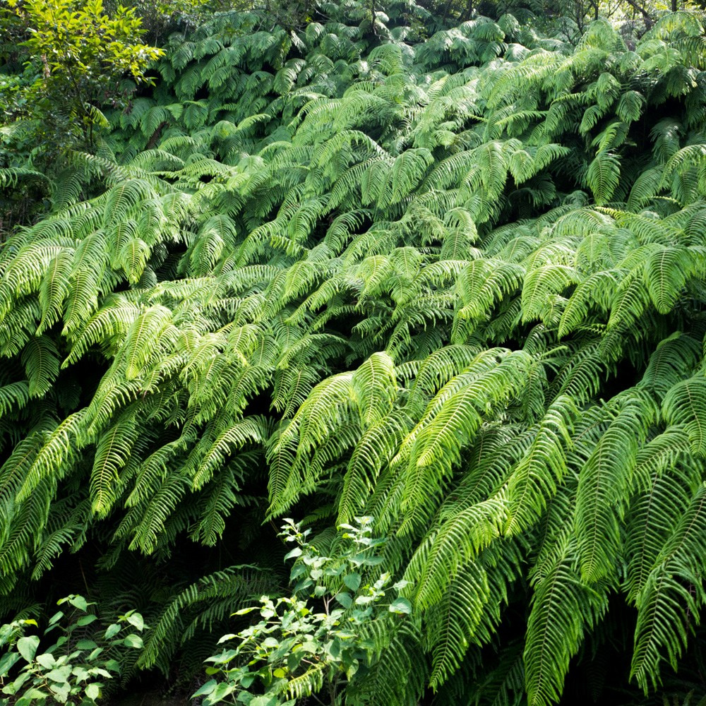 ИНТЕРВЬЮ С АВТОРАМИ: Ёсикацу Фудзии. Самоорганизация Низина