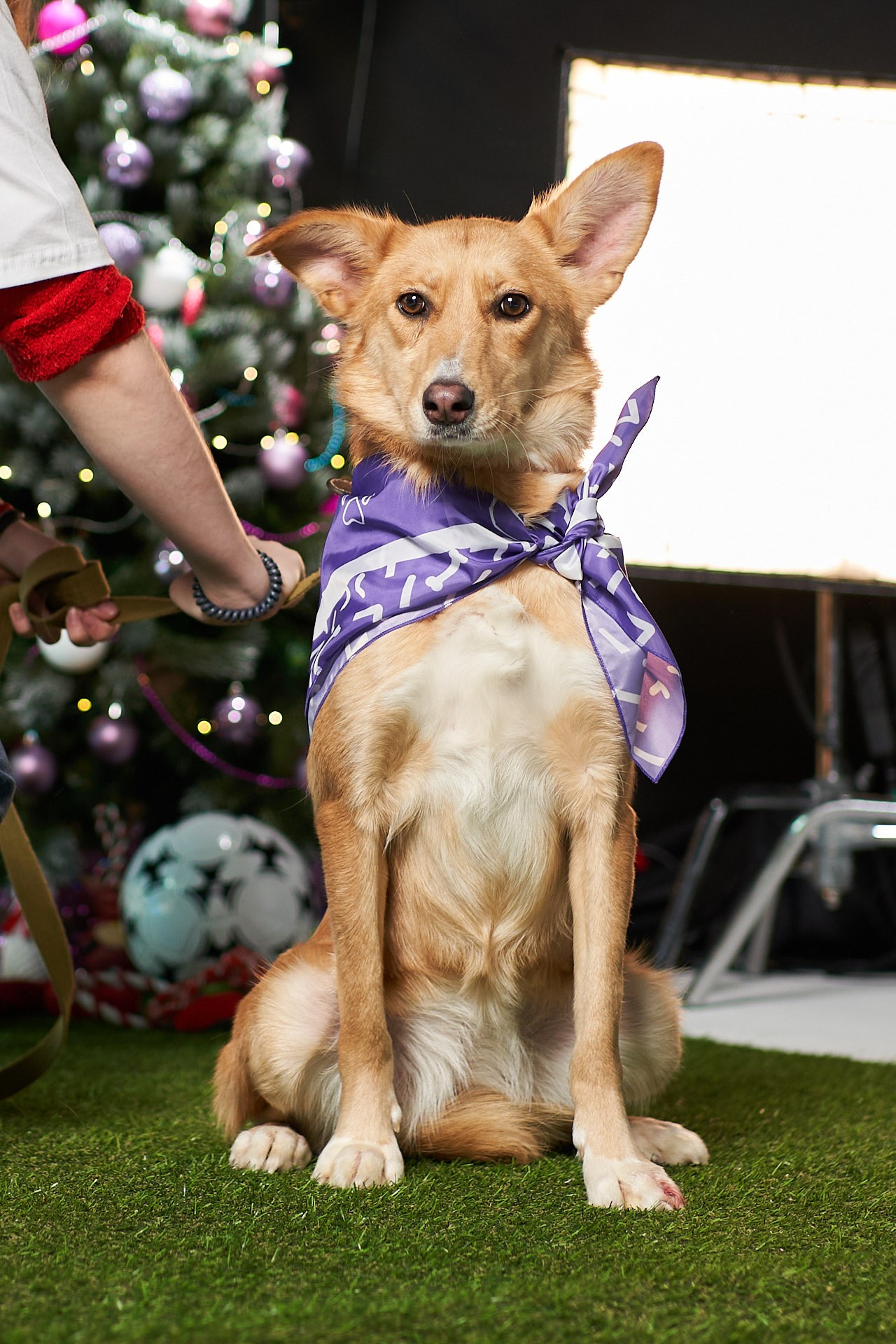 Проект «Андердоги» для коллаборации Фонда «Рэй», Sports.ru, Пари. Фотограф анималист Москва Дарья