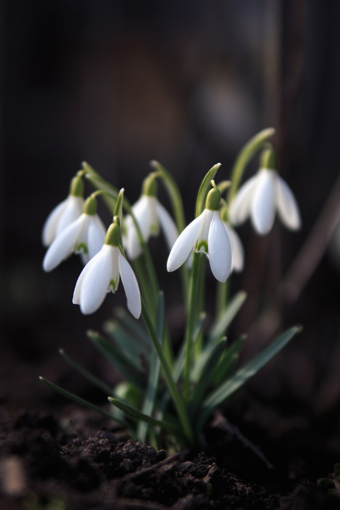 Весна. Катя Цвет