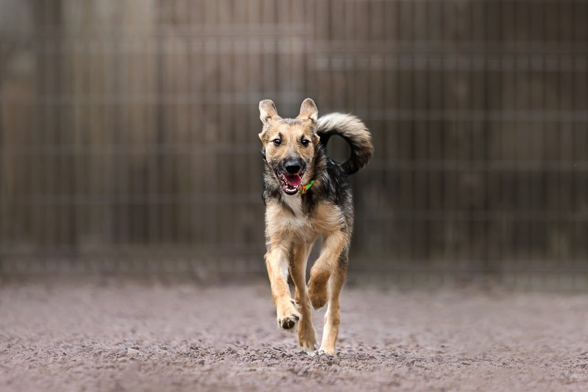 Как я выбираю, на какой объектив снимать животных?