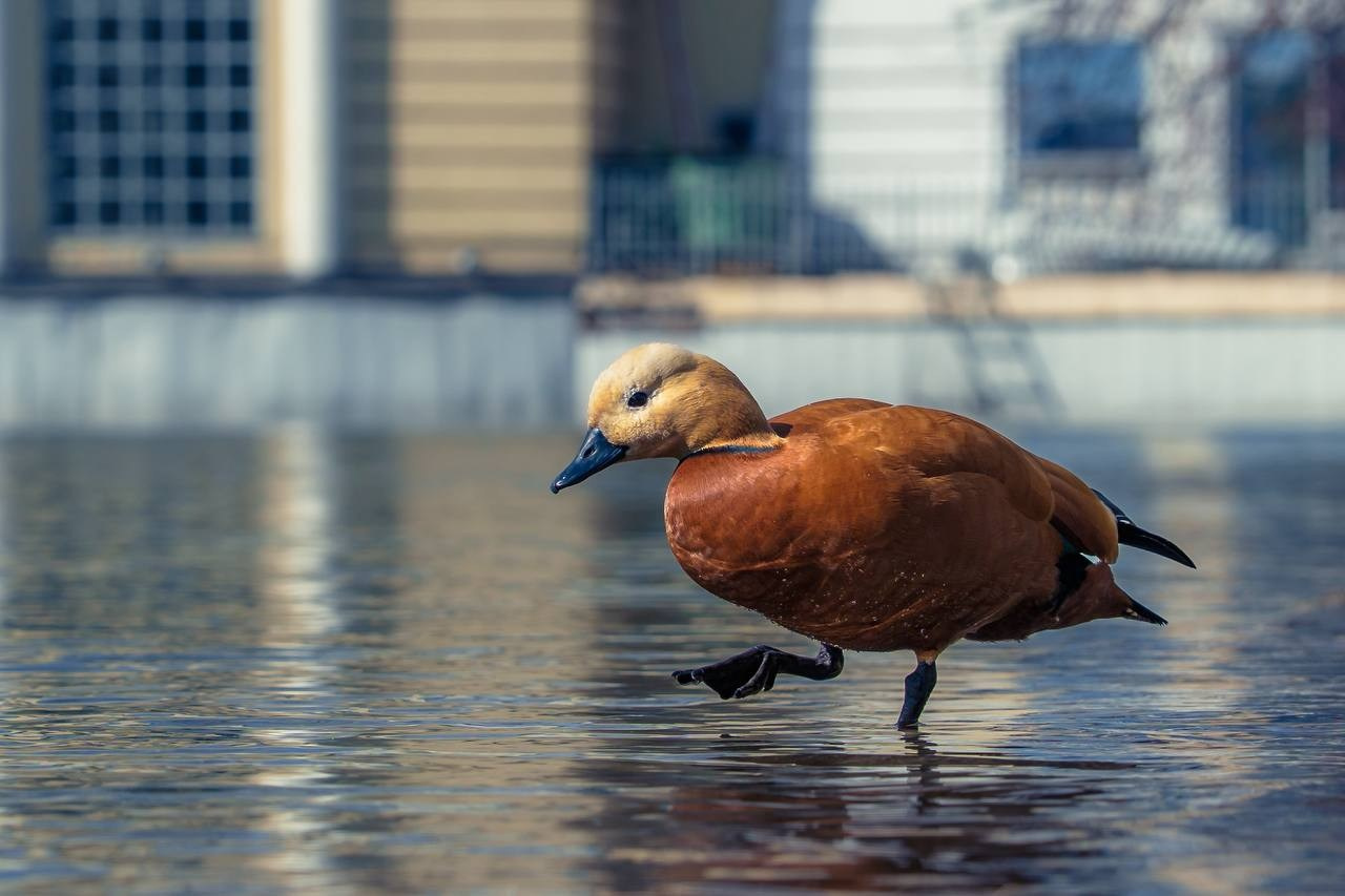 Фото-прогулка. Пенкин Александр