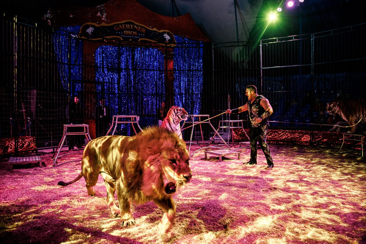 БИЗНЕС КОНТЕНТ. АЛЕКСАНДР ФОКС