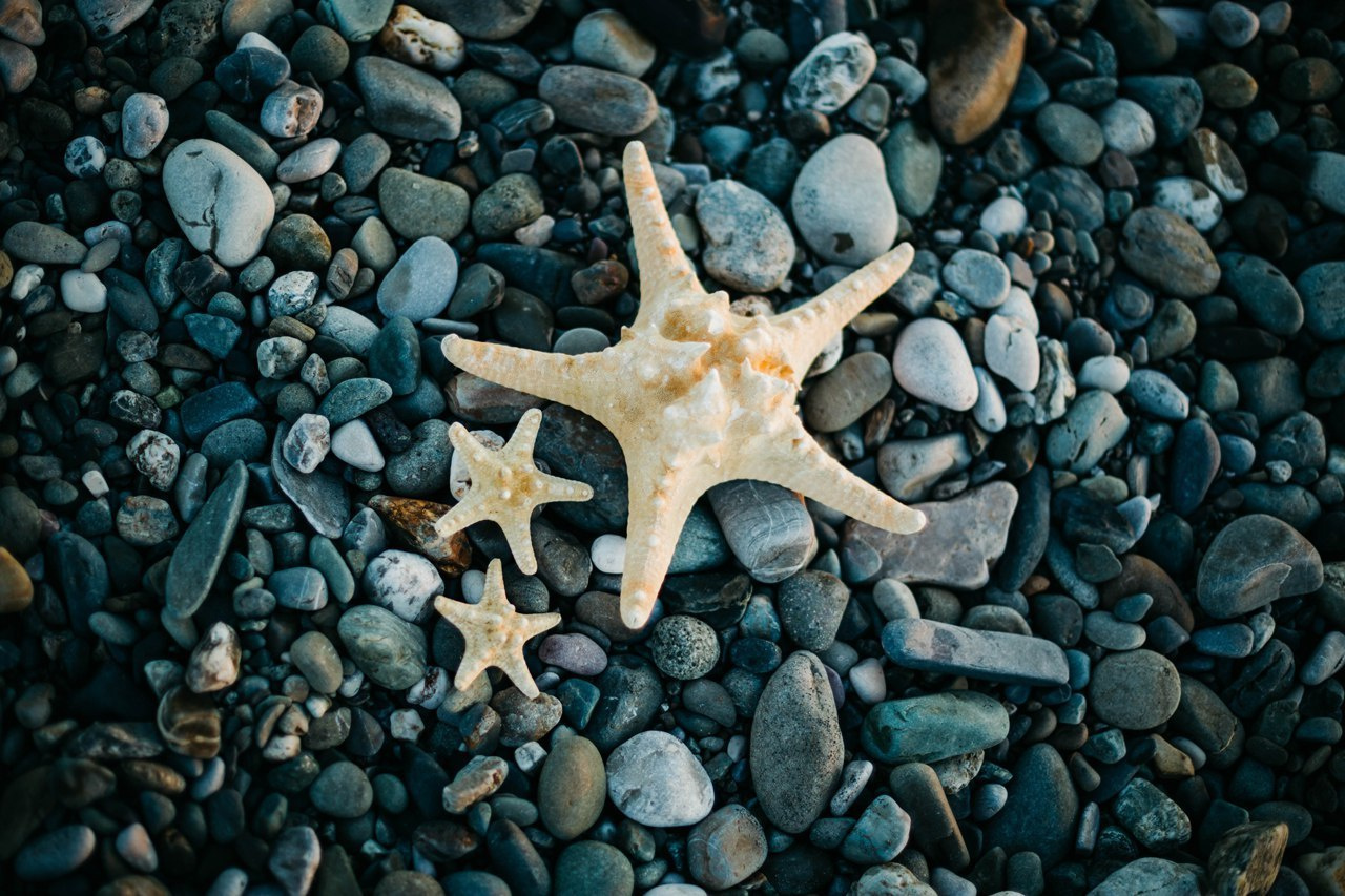 ПАЛЬМЫ+МОРЕ. Милана Довгаль - семейный фотограф и видеограф  в Адлере и Сочи