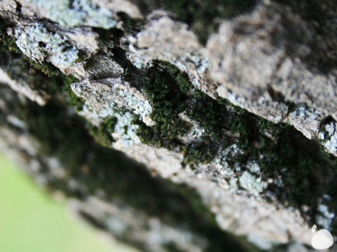 Город|природа. Профессиональный фотограф Инесса Новикова в Москве