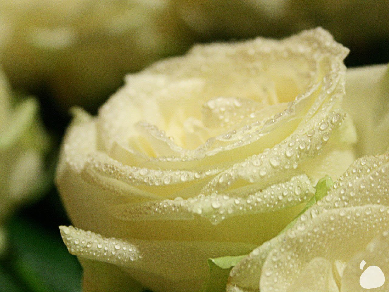 Город|природа. Профессиональный фотограф Инесса Новикова в Москве