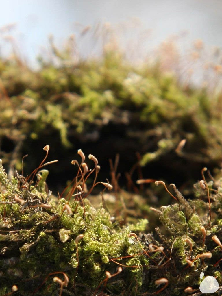 Город|природа. Профессиональный фотограф Инесса Новикова в Москве