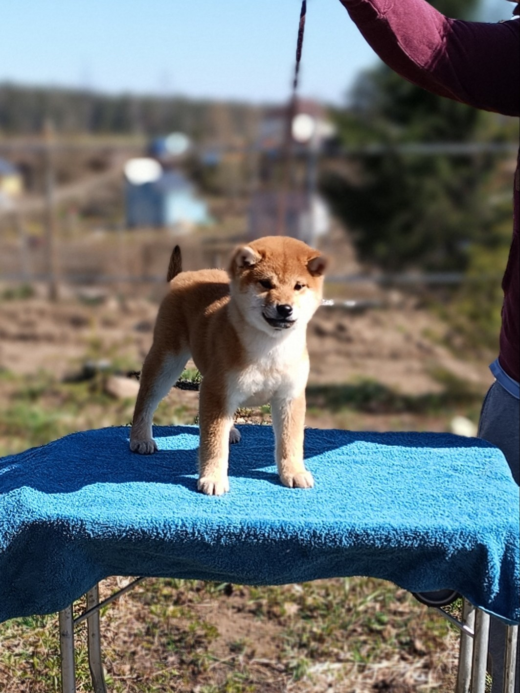 Сиба Rubylight Emma питомник Рубилайт 