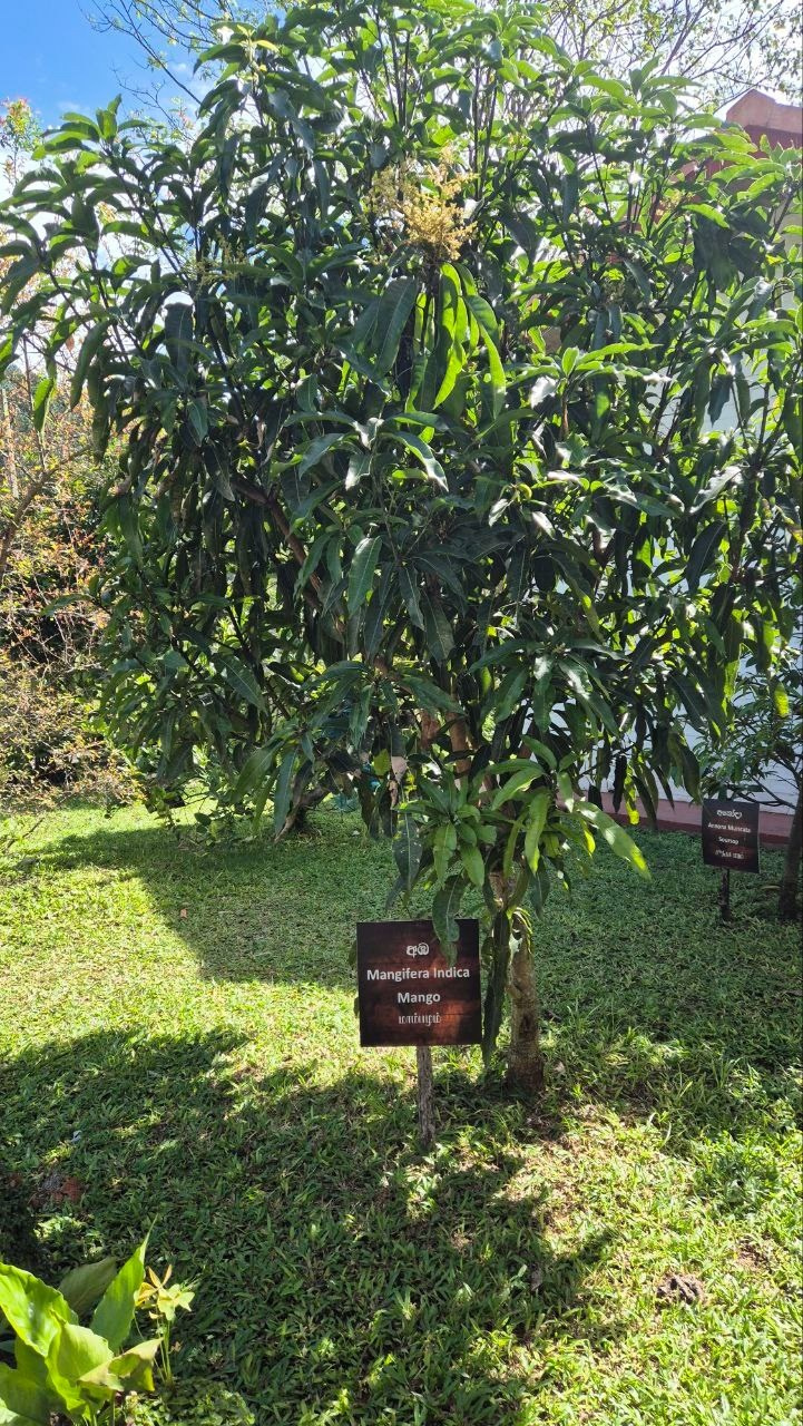 Шри-Ланка | 31.01 — 10.02.2025. Галерея Фантим