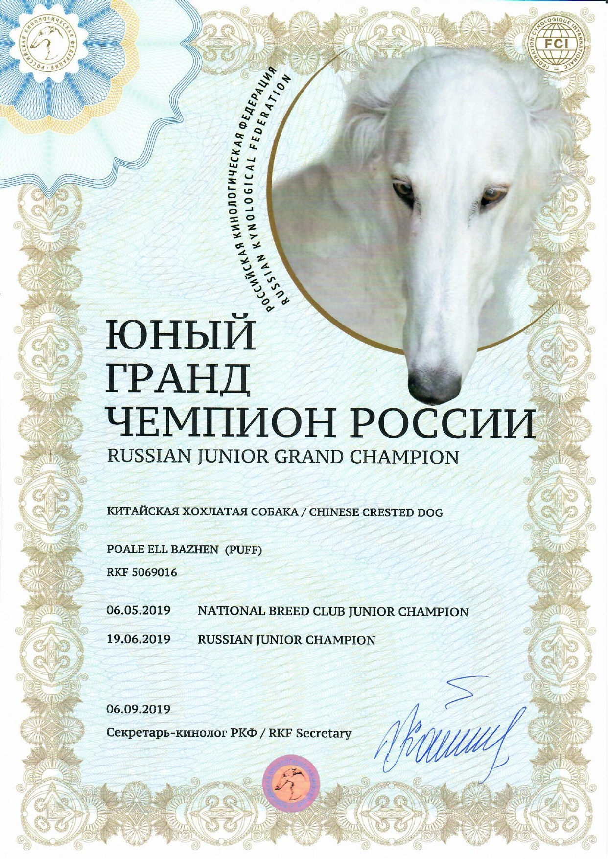 Poale Ell Bazhen. Chinese Crested Dog Kennel Poale Ell