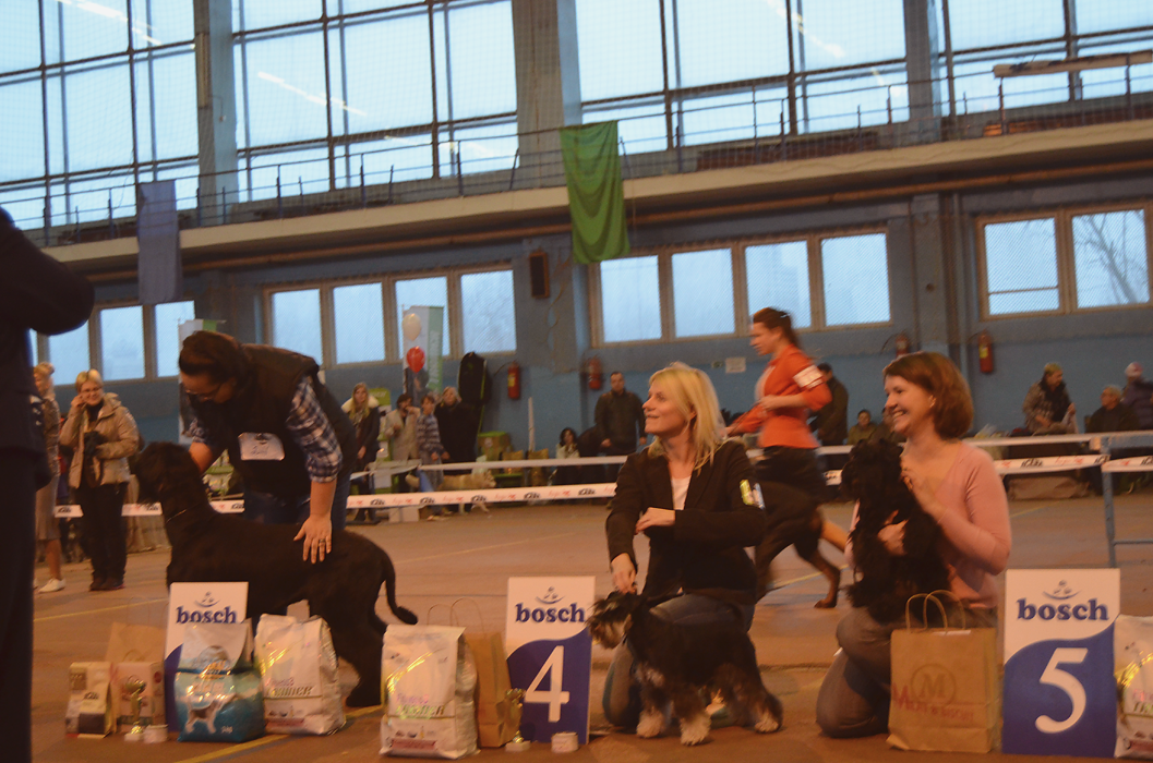 Леля/Asson Ari Unara Valeri. Питомник цвергшнауцеров в Беларуси «Делинсо Бэлэнс»