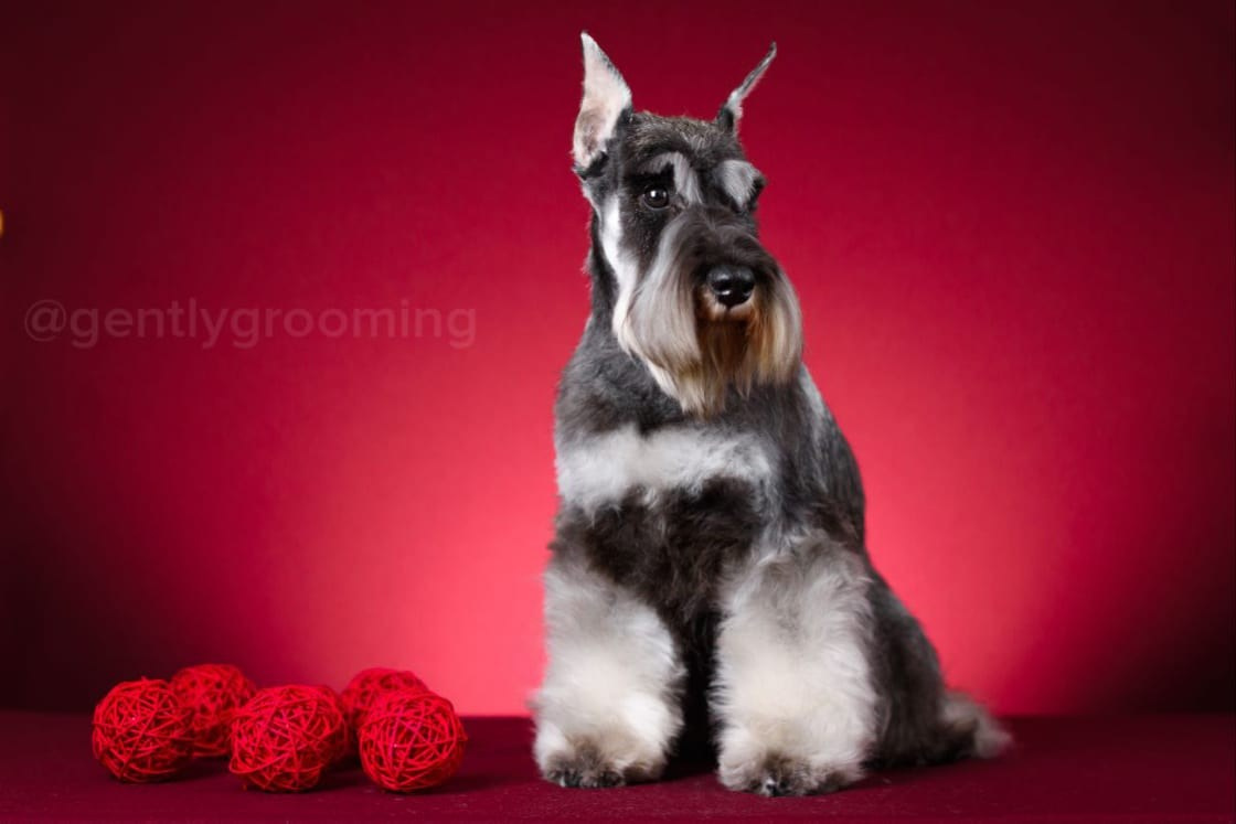 Армина/ Delinso Balance May-Armina. Питомник цвергшнауцеров в Беларуси «Делинсо Бэлэнс»