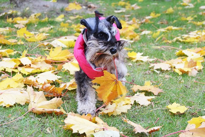 Леля/Asson Ari Unara Valeri. Питомник цвергшнауцеров в Беларуси «Делинсо Бэлэнс»