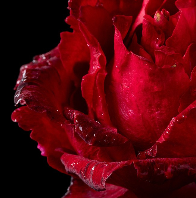 Queen of Flowers. Author’s fine art prints with international delivery