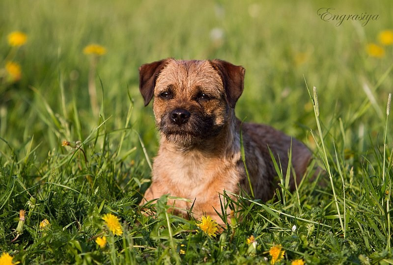 На природе. Семейный и детский фотограф в Москве Мария Быкова