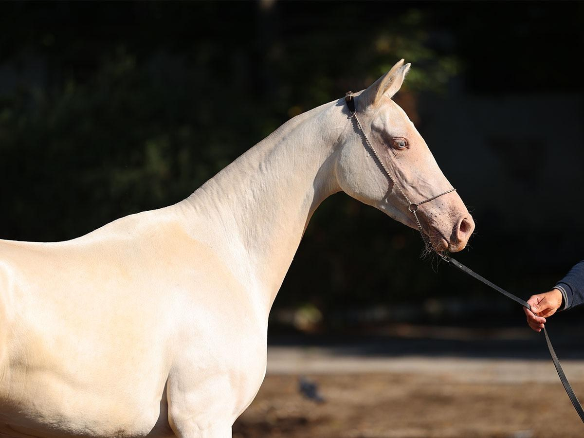 Огулай. Продажа ахалтекинских и полукровных лошадей