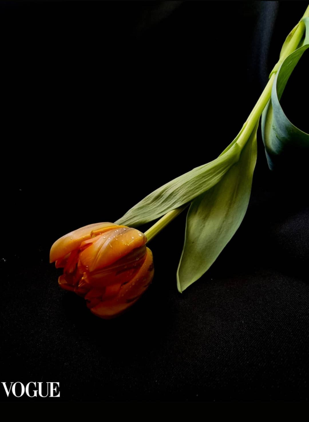 Цветы. Фотограф из Санкт-Петербурга/Катерина Зайцева