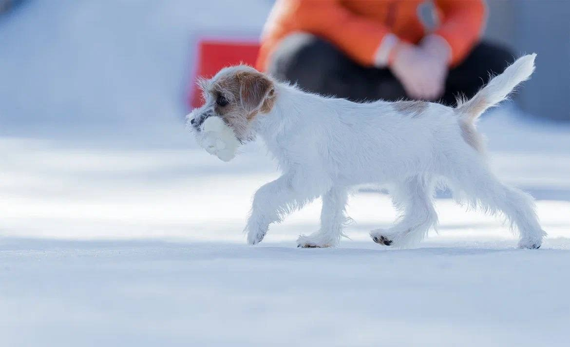 Сука 6. Lovely-Orange питомник джек рассел терьеров