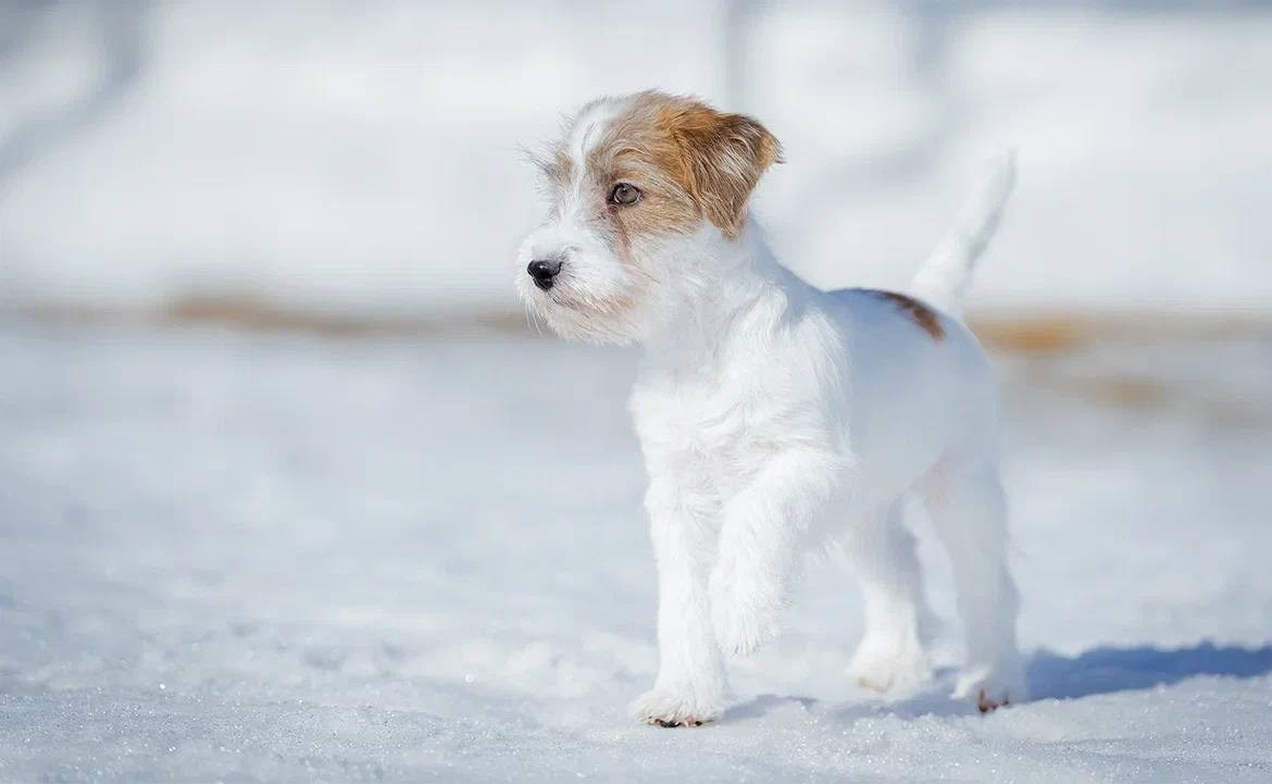 Сука 1. Lovely Orange kennel Jack Russell Terrier FCI/RKF