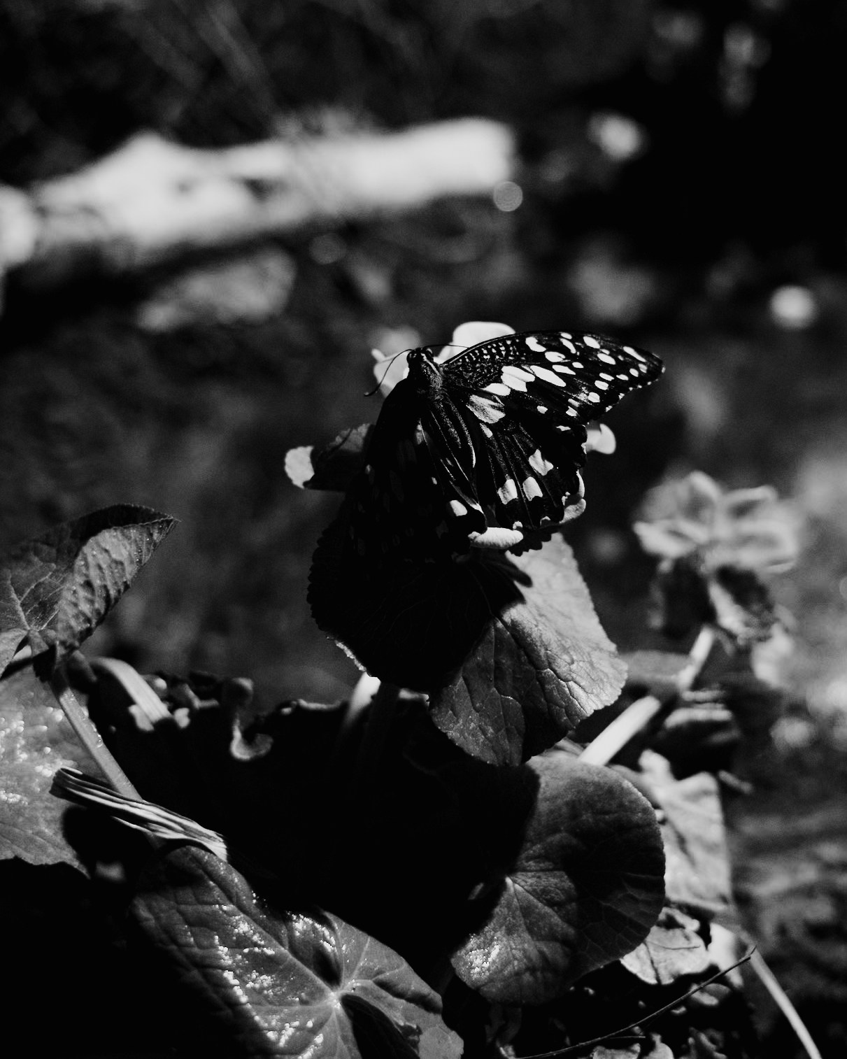 Эльфа. Портретный и семейный фотограф Владивосток Андрей Липатов