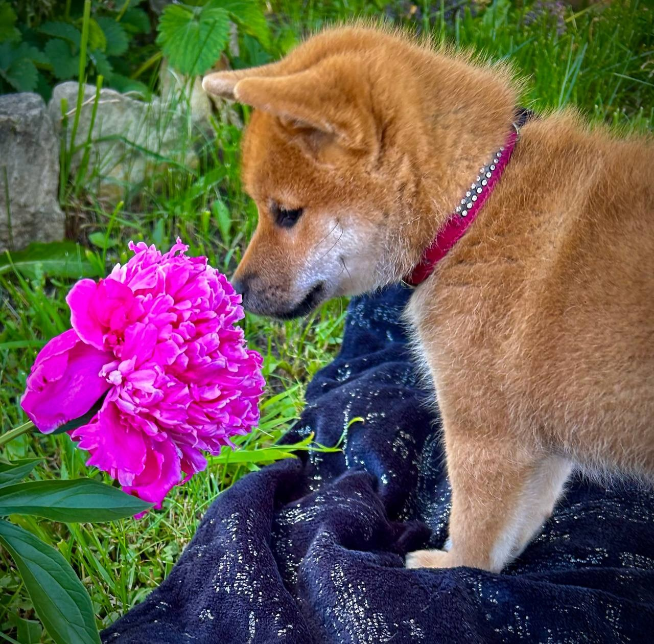 сиба питомник Рубилайт щенки на продажу rubylight  сиба щенки купить СПб Санкт-Петербург