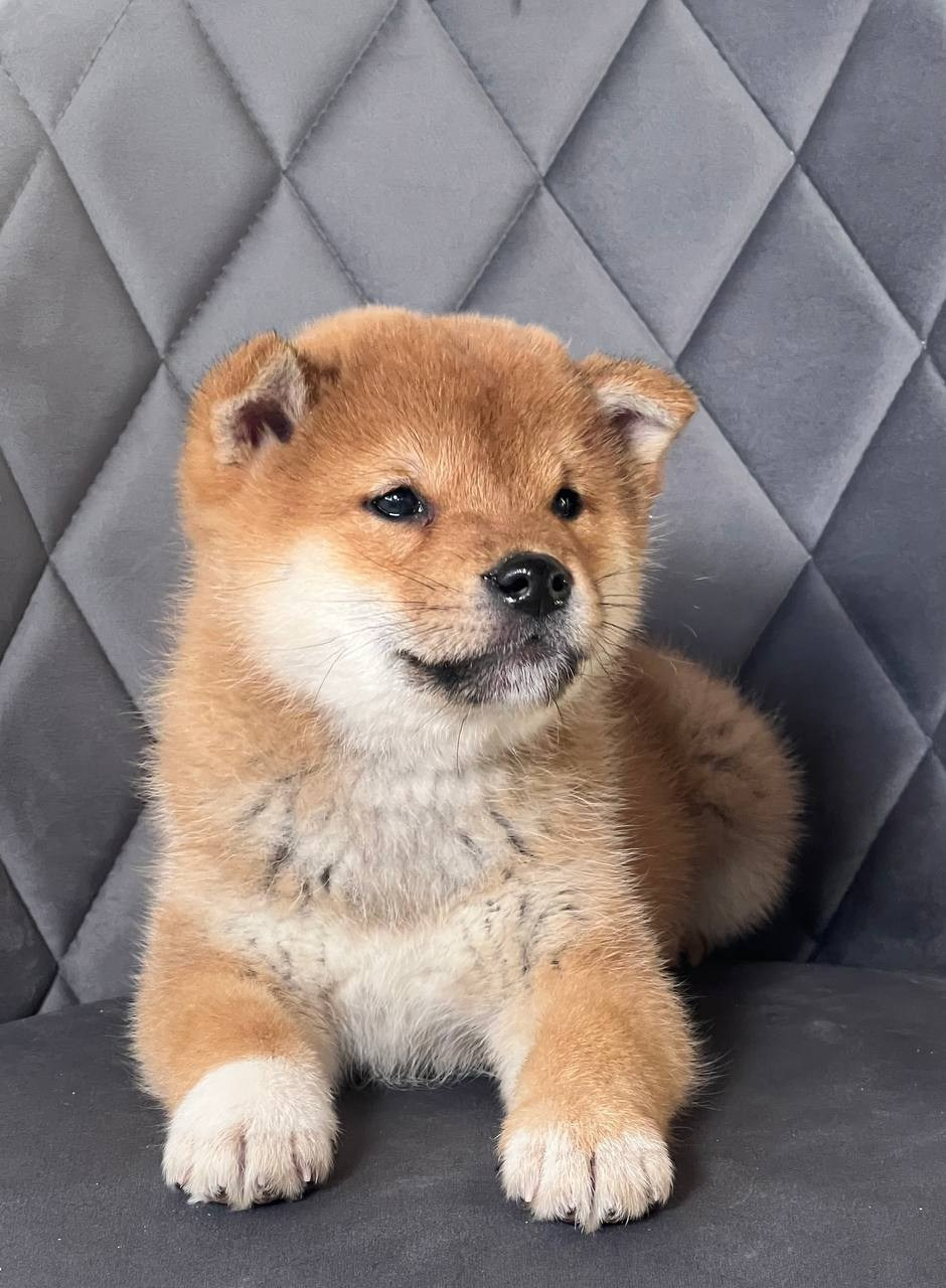 сиба питомник Рубилайт щенки на продажу rubylight  сиба щенки купить СПб Санкт-Петербург 