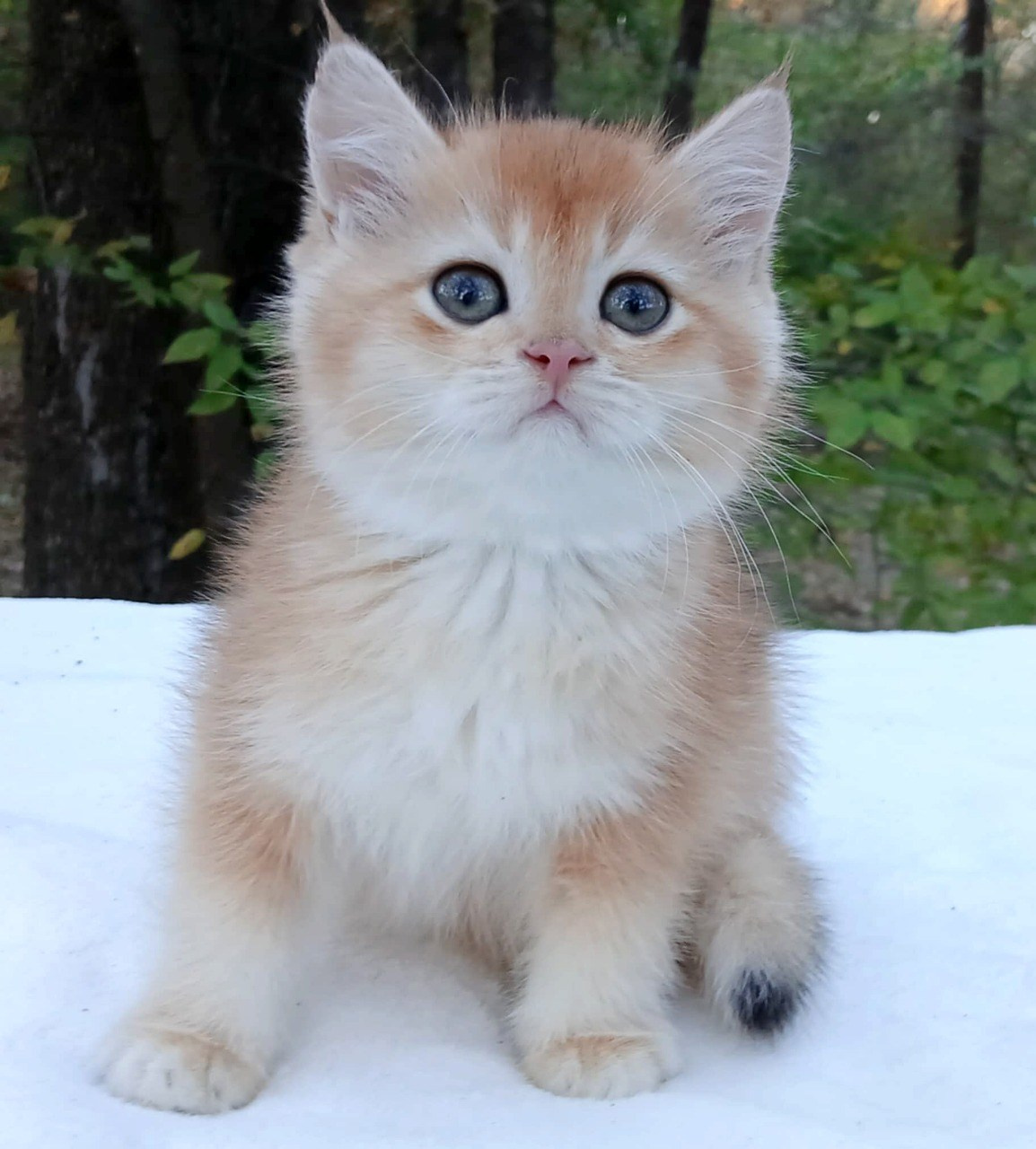 Shanel, DB-09.15.25, female, $1400. British shorhair Cats