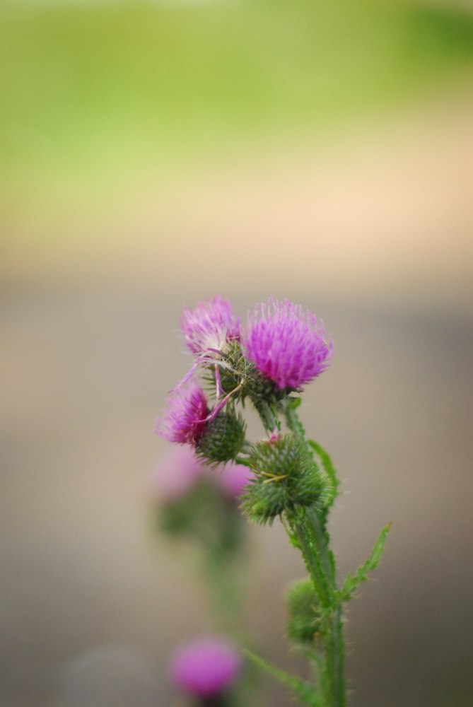 Ботаника. Фотограф • Елена Миронова