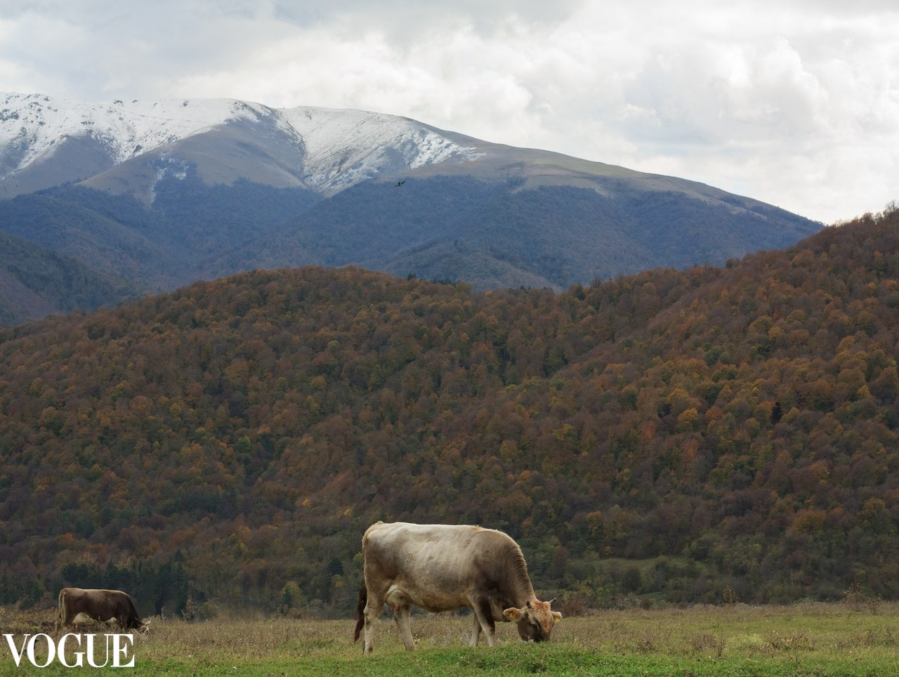 VOGUE. MARINA MANUCHARIAN