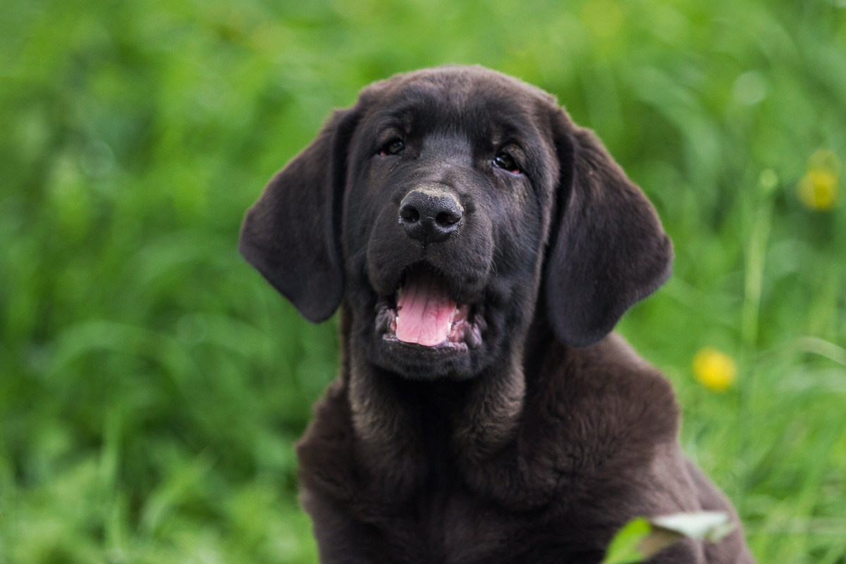 Щенки. Семейный и детский фотограф в Москве Мария Быкова